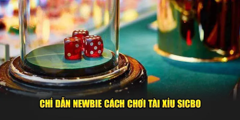 Chỉ dẫn newbie cách chơi tài xỉu sicbo