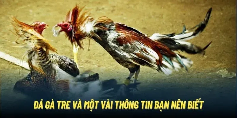 Giới thiệu bao quát về hình thức đá gà tre trực tuyến