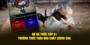 Đá Gà Trực Tiếp C1: Thưởng Thức Trận Đấu Chất Lượng Cao