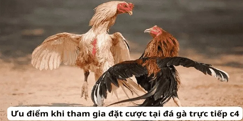 Đá gà trực tiếp C4 Thomo luôn hấp dẫn người chơi