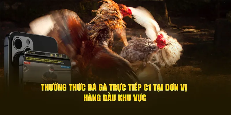 Thưởng thức đá gà trực tiếp C1 tại đơn vị hàng đầu khu vực